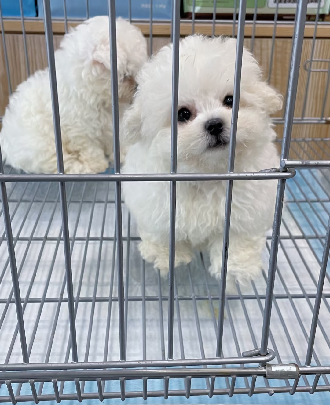 外貌可爱，比熊犬有着圆润的脸蛋，眼睛又大又圆